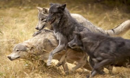 Grouse Hunter and His Dog Threatened By Pack of Wolves