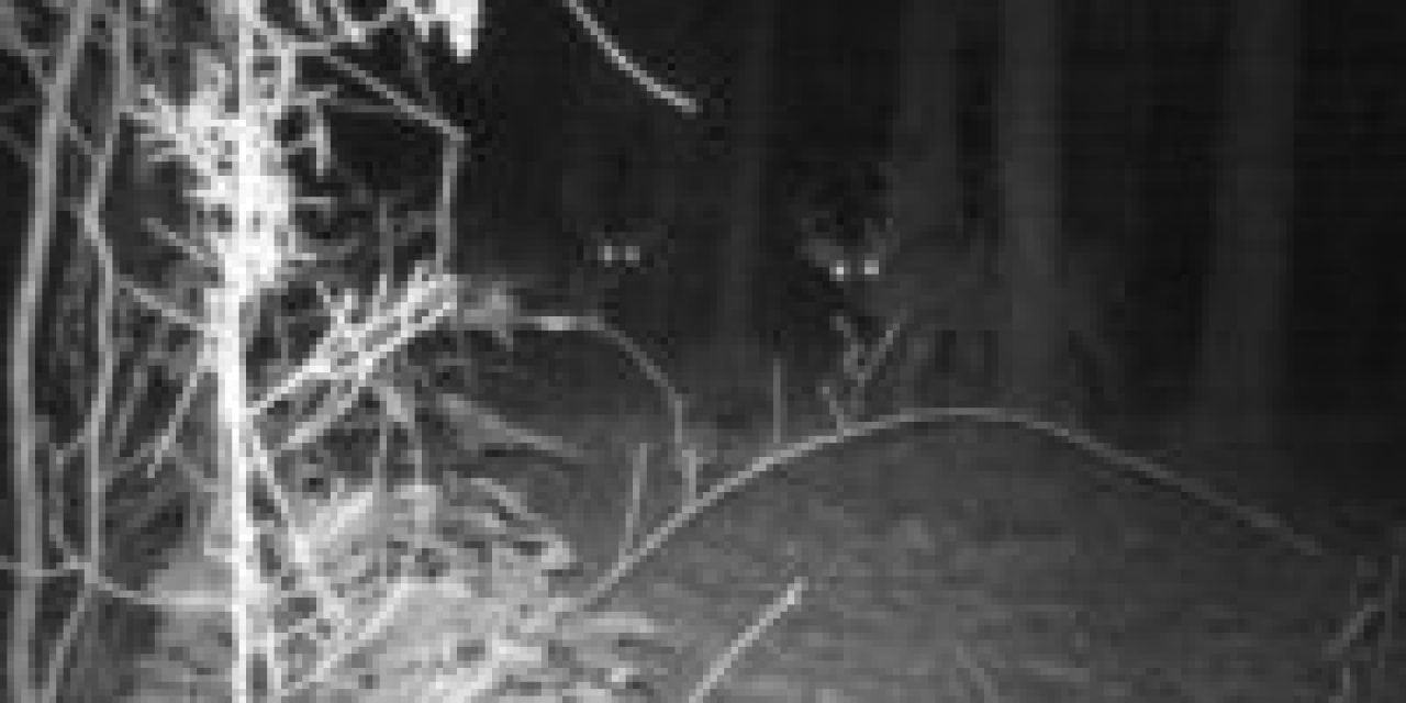 How to Hunt a Nocturnal Buck