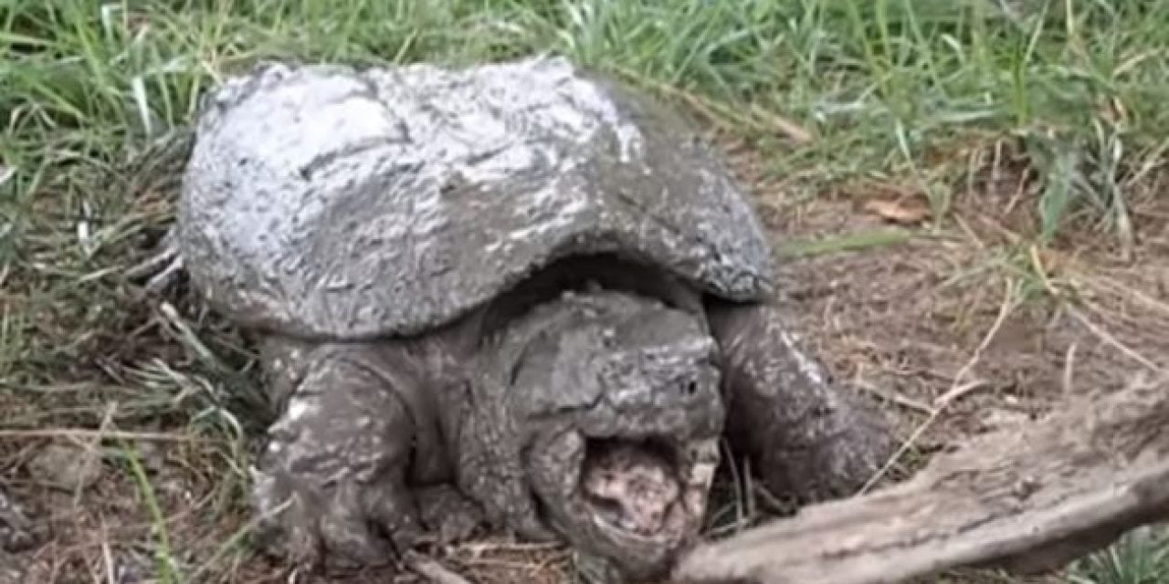 How to Noodle For Snapping Turtles