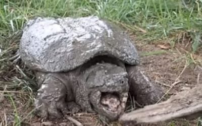 How to Noodle For Snapping Turtles