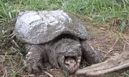 How to Noodle For Snapping Turtles