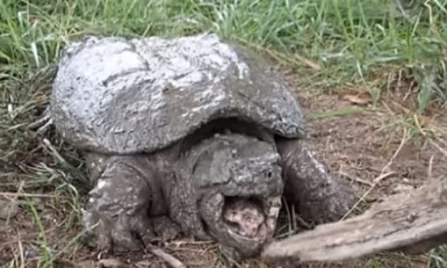 How to Noodle For Snapping Turtles