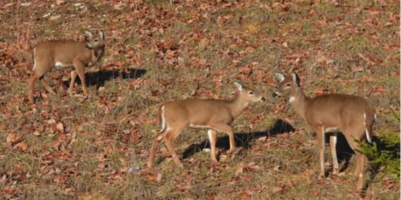 Is It OK to Shoot a Doe with Fawns?