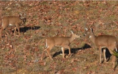 Is It OK to Shoot a Doe with Fawns?