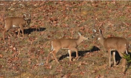 Is It OK to Shoot a Doe with Fawns?