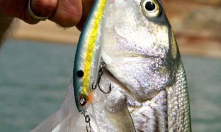 Lake Powell A Fishery Bucket List Destination For All Anglers