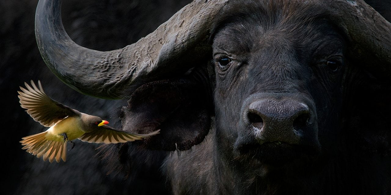 Last Frame: Cape Buffalo With Oxpecker