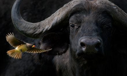 Last Frame: Cape Buffalo With Oxpecker