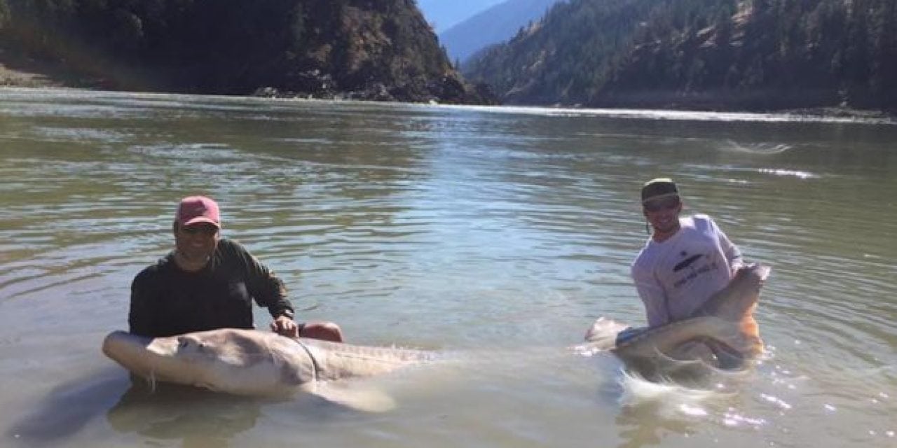Legendary Canadian Sturgeon Named ‘Pig Nose’ Caught Again