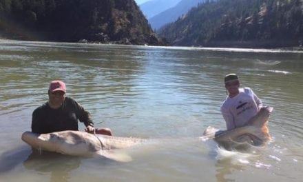Legendary Canadian Sturgeon Named ‘Pig Nose’ Caught Again