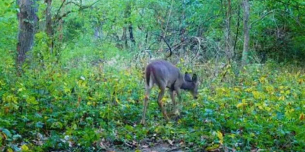 Listen to the First-Ever Video Recording of a Deer Snart