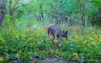 Listen to the First-Ever Video Recording of a Deer Snart