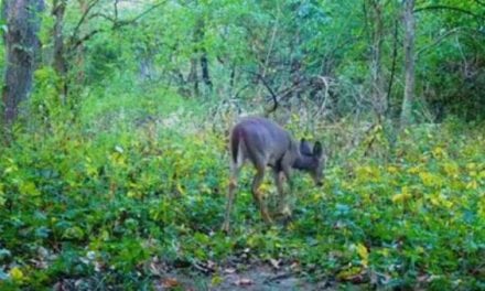 Listen to the First-Ever Video Recording of a Deer Snart