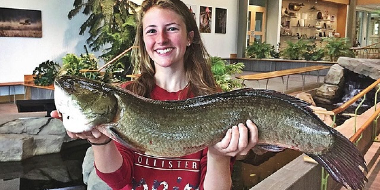 Massachusetts has a new state record bowfin