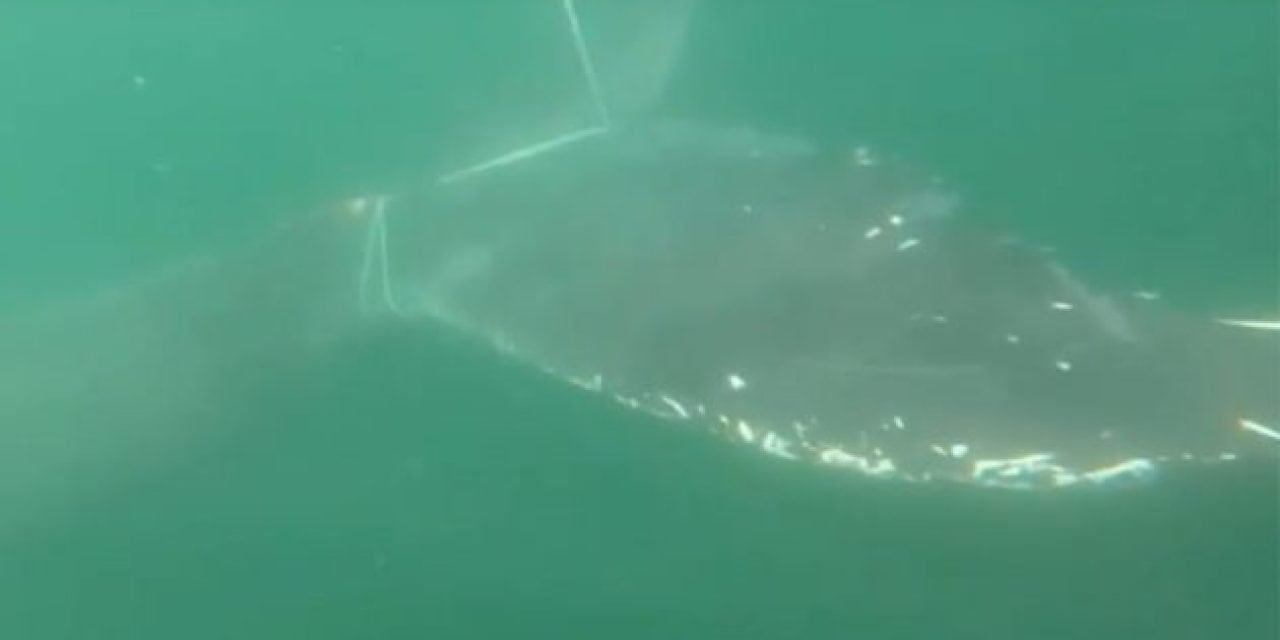 Massive Whale Rescued from Fishing Gear