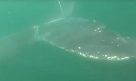 Massive Whale Rescued from Fishing Gear