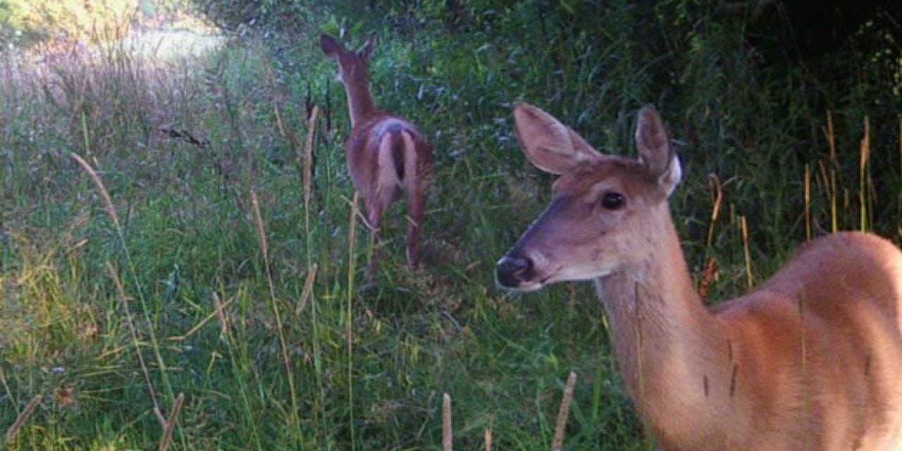 Michigan DNR Says Potential CWD-Infected Doe Shot During Youth Season