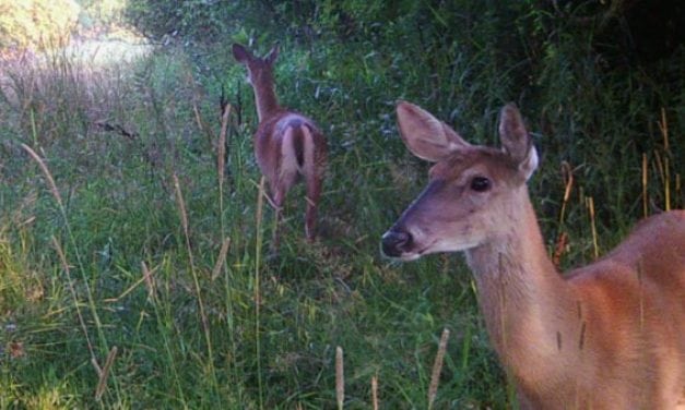 Michigan DNR Says Potential CWD-Infected Doe Shot During Youth Season