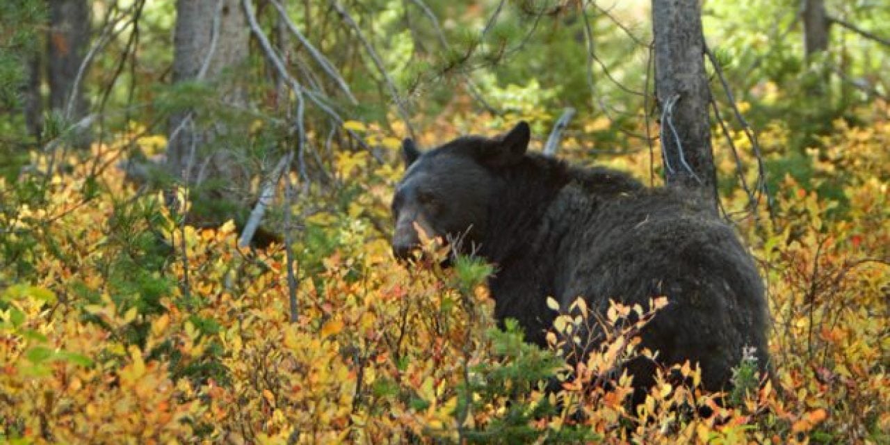 Minnesota Black Bear Harvest Will Be Higher Than Expected