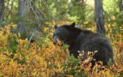 Minnesota Black Bear Harvest Will Be Higher Than Expected
