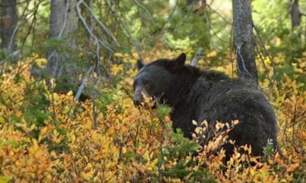 Minnesota Black Bear Harvest Will Be Higher Than Expected