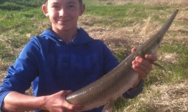 Minnesota State Record Shortnose Gar Landed