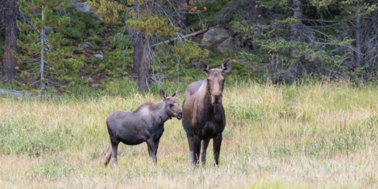 Moose Attacks Hiker in Utah