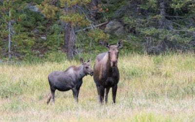 Moose Attacks Hiker in Utah