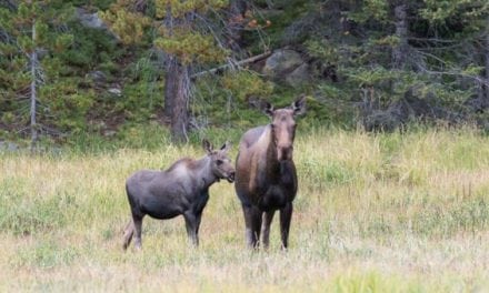 Moose Attacks Hiker in Utah