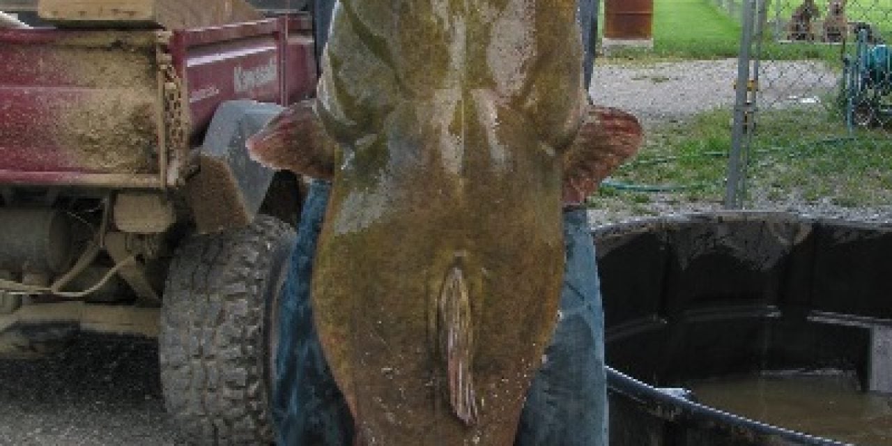 Near-record Flathead Catfish Found On Flooded Farmland