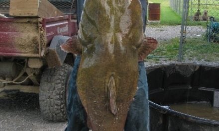 Near-record Flathead Catfish Found On Flooded Farmland