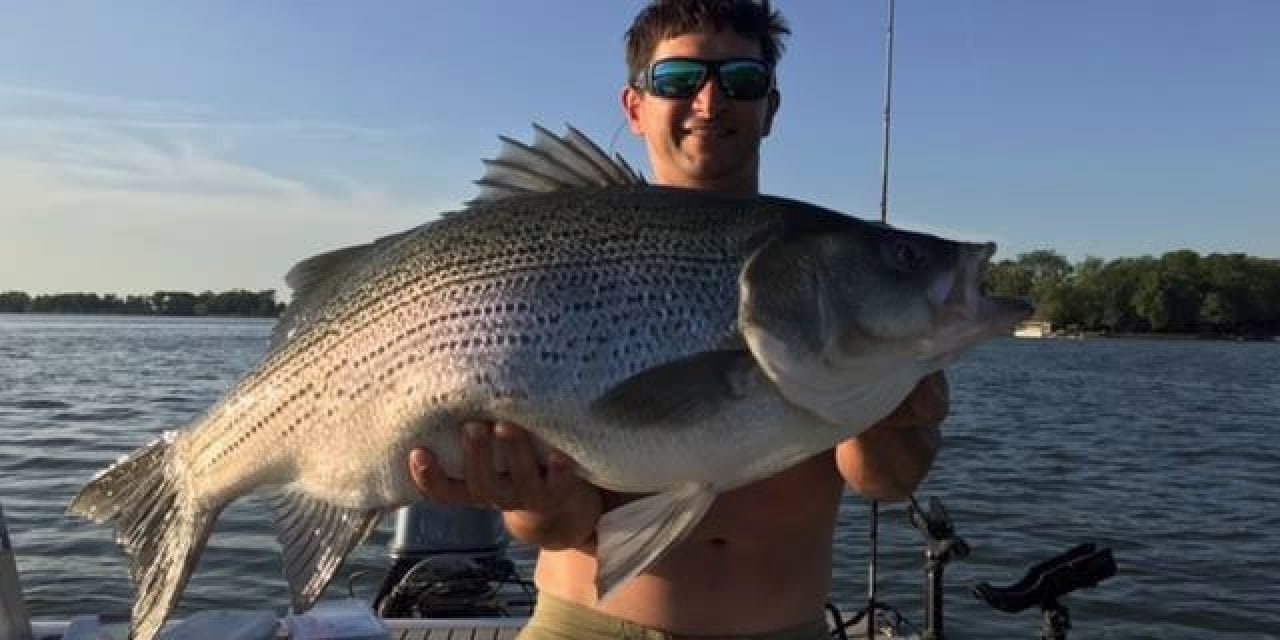 New Illinois Record Hybrid Striped Bass