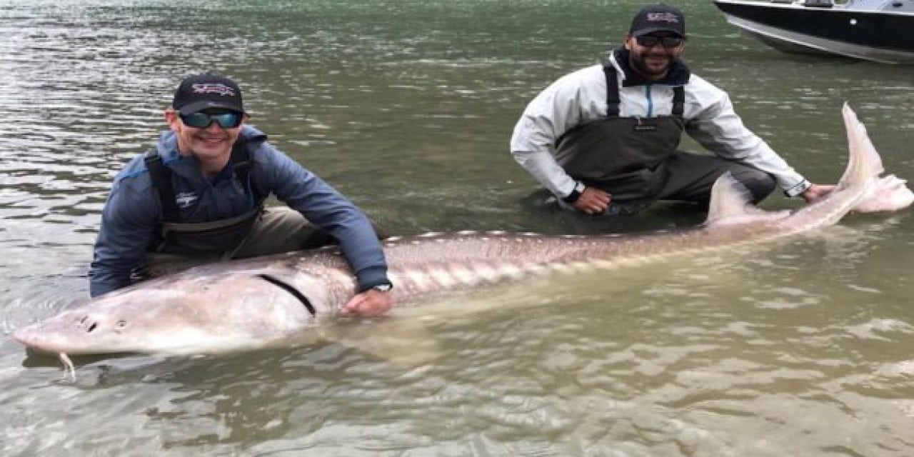 NHL Players Catch Massive Sturgeon On Their Day Off