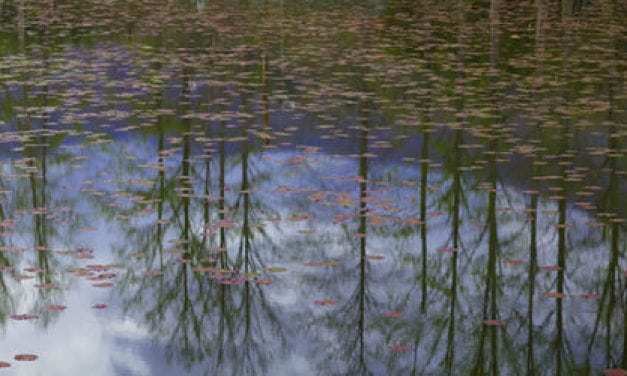 Ode To Monet