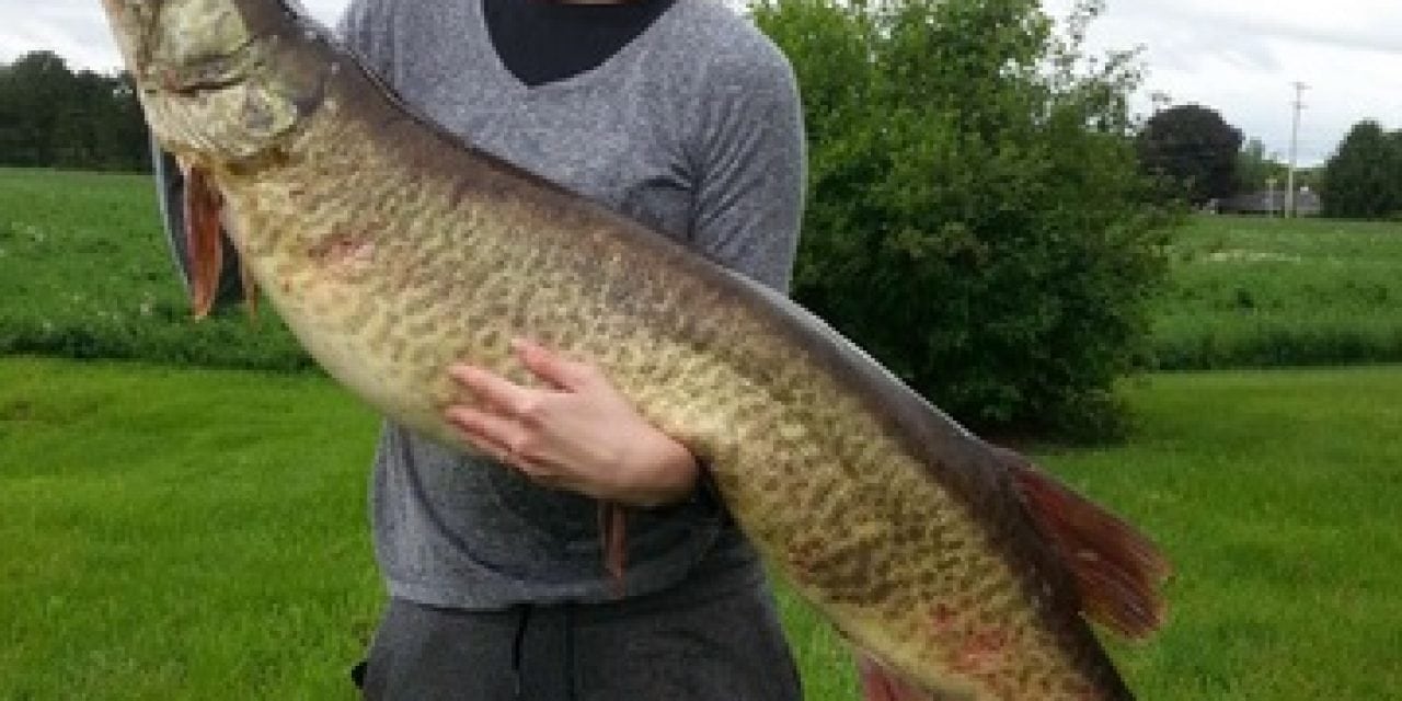 Potomac River Muskie Set New Maryland Record