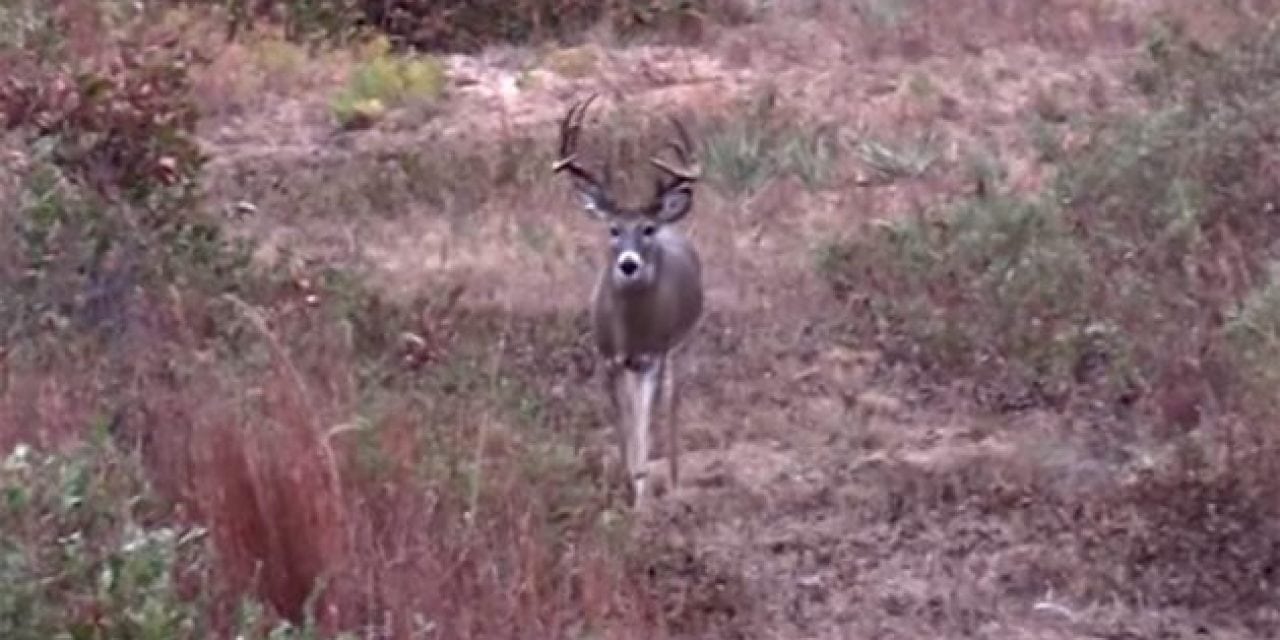 Pow Baby Pow! Watch This Texas Buck Go Down