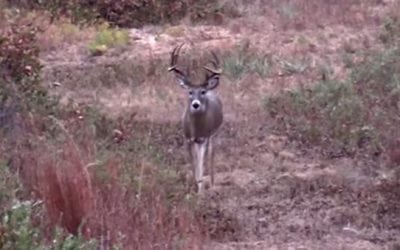 Pow Baby Pow! Watch This Texas Buck Go Down