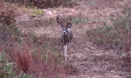 Pow Baby Pow! Watch This Texas Buck Go Down