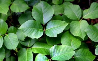 Preventing Poison Ivy: Tips from a Hyper-Allergic Hunter
