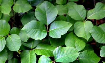 Preventing Poison Ivy: Tips from a Hyper-Allergic Hunter