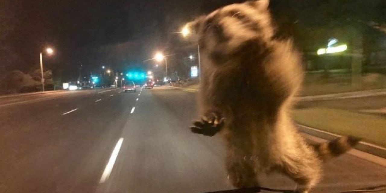 Raccoon Hitches a Ride on a Police Crusier