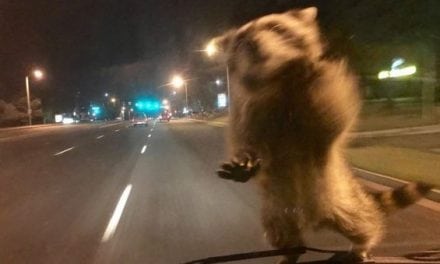 Raccoon Hitches a Ride on a Police Crusier