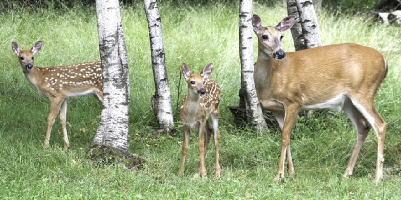 Remember the Study That Confirmed CWD Can Transfer From Mother to Offspring?