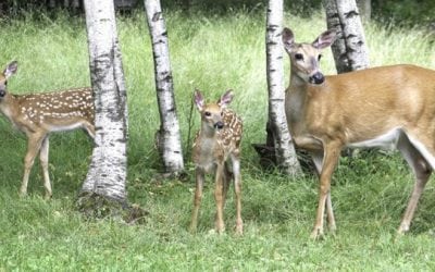 Remember the Study That Confirmed CWD Can Transfer From Mother to Offspring?