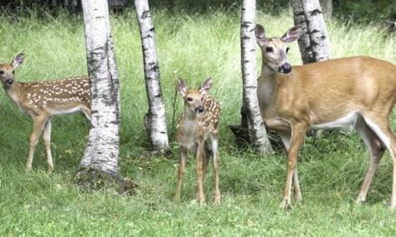 Remember the Study That Confirmed CWD Can Transfer From Mother to Offspring?