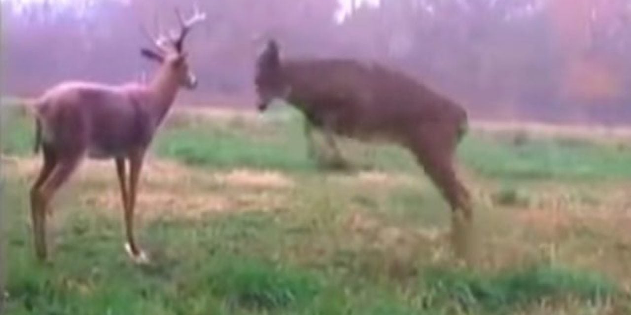 Smile of the Day: Bucks vs. Decoys That Just Fooled Them