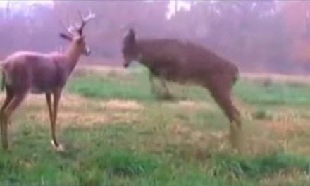 Smile of the Day: Bucks vs. Decoys That Just Fooled Them