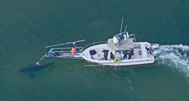 Spotting Sharks From The Air