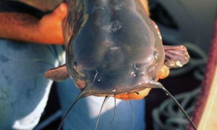 Tactics for Catching Fall Catfish on the Move