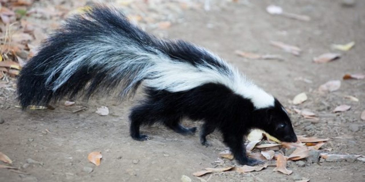 Texas Teen in His Underwear Gets Ticket for Hunting Skunk and Rabbit Off the Roadside